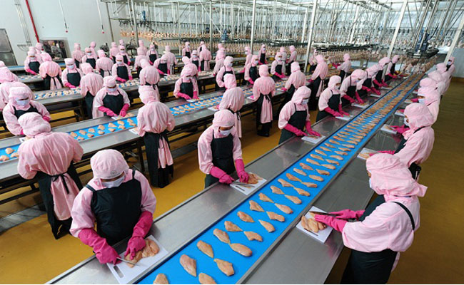 Nữ giới nên chọn ngành nghề nào khi đi xuất khẩu lao động Đài Loan tại Nghệ An?
