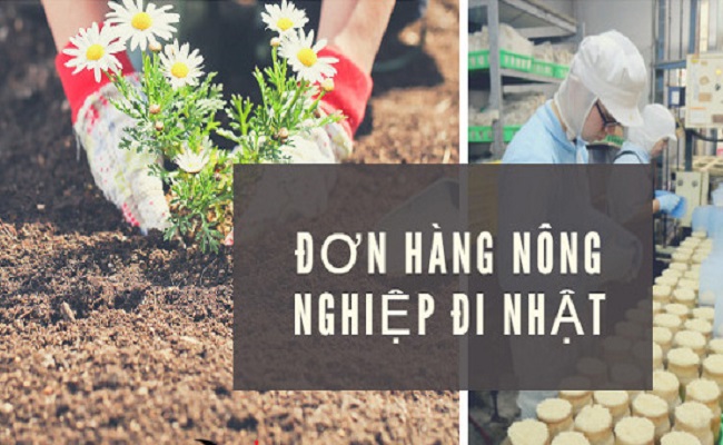 Kinh nghiệm vàng giúp bạn thi tuyển đơn hàng nông nghiệp đi Nhật dễ như ăn kẹo